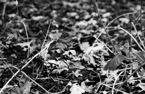 black and white photo of leaves